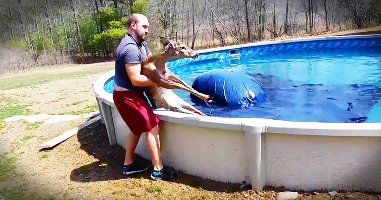 Deer That Fell Into A Pool Gets A Beautiful Rescue