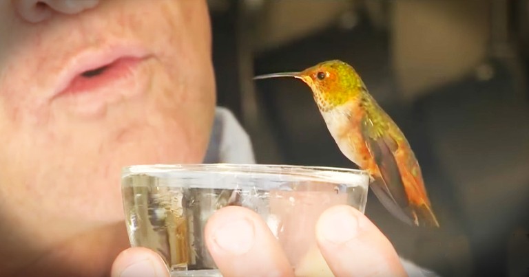 Rescue Dog Becomes Rescuer To Hummingbird Thought Dead