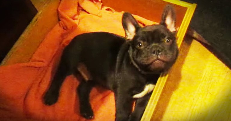 French Bulldog Puppy Throws Adorable Bedtime Tantrum