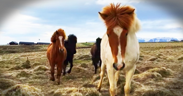 Surprisingly Friendly Horses Wow Photographer