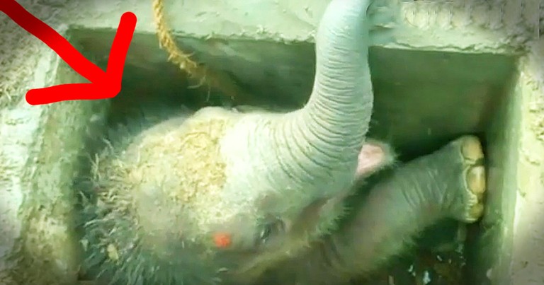 Baby Elephant Gets Amazing Storm Drain Rescue