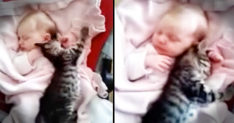 This Baby And Kitten Snuggle Fest Is The Cutest