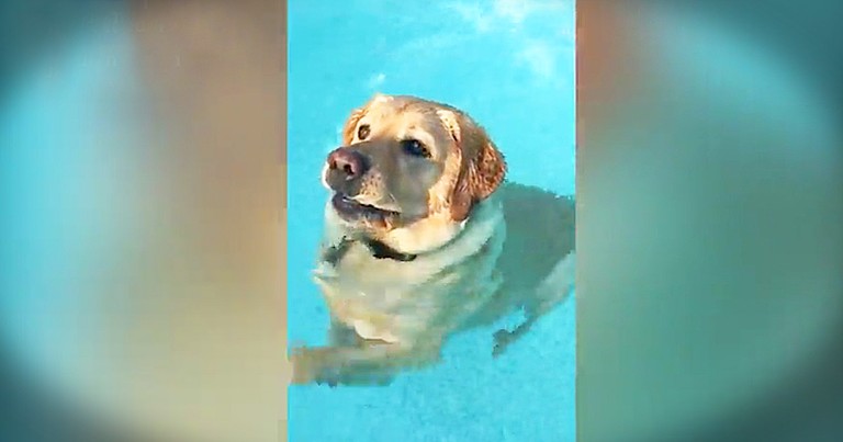 Funny Dog In A Pool Made My Day