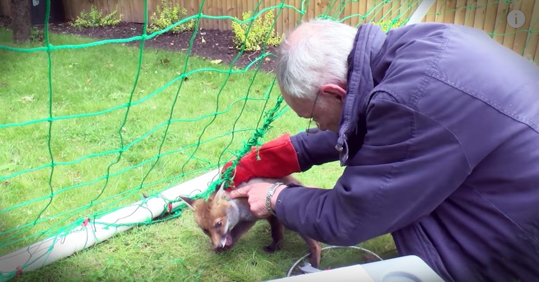 Fox Cub Caught In A Net Gets Beautiful Rescue