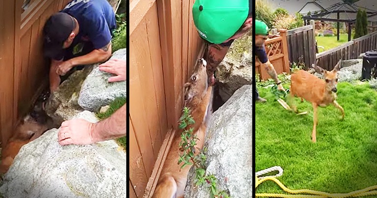 Deer Trapped Between A Rock And A Fence Gets Beautiful Rescue