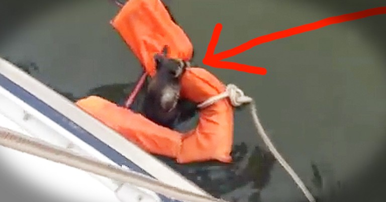 Raccoon Gets Amazing Rescue From Quick-Thinking Crew On Boat