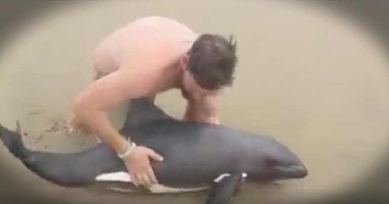 Beached Baby Dolphin Gets Beautiful Rescue