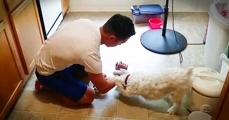 Dog's Adorable Prayer Before Dinner Is Too Cute
