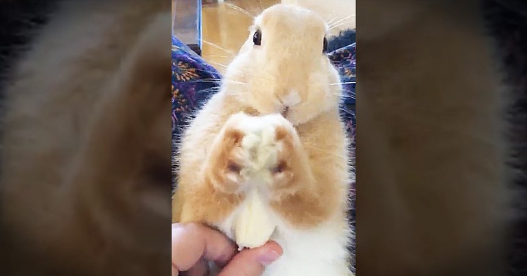 Bunny's First Banana Is Too Cute