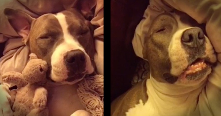 Funny Dog Knows What We Really Look Like Sleeping