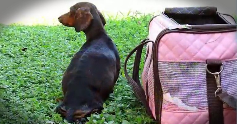 Abandoned Paralyzed Pregnant Dog Get Beautiful Rescue