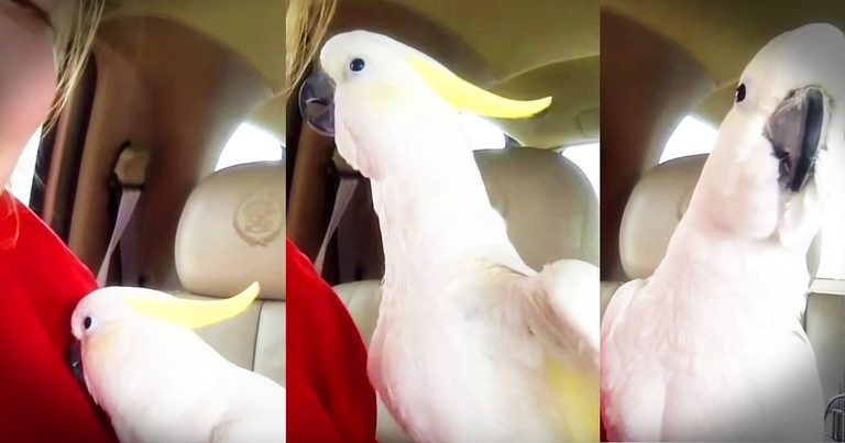 Precious Bird Playing Peekaboo Can Turn Even The Worst Day Around