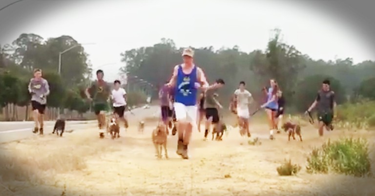 Cross Country Team Takes Shelter Dogs On Run And Steal Our Hearts