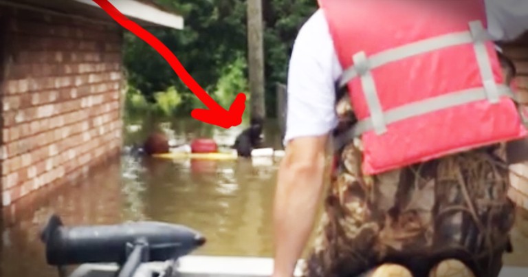 Rescuers Travel The Streets After A Horrific Flood Rescuing Stranded Dogs