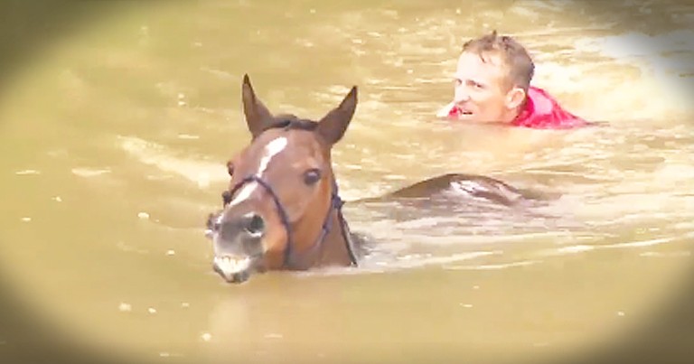 Strangers Saves Horses From Life-Threatening Flood Waters