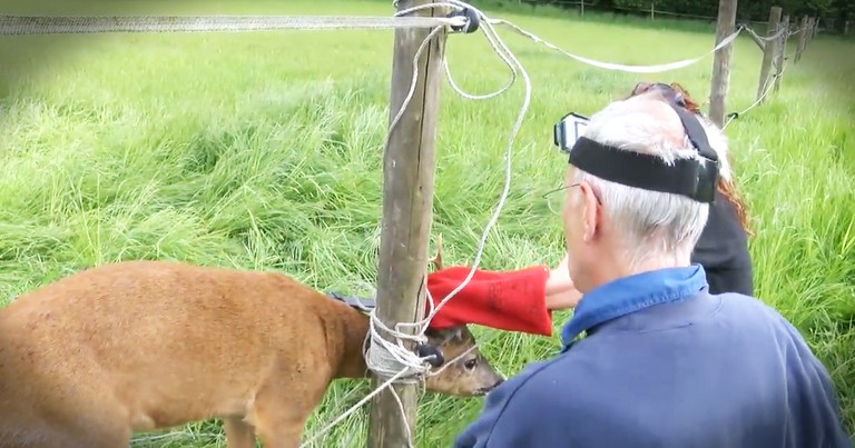 Deer Trapped In A Fence Gets A Dramatic Rescue