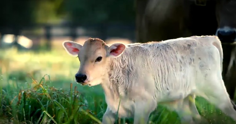 Pregnant Cow Teaches A New Farmer A Beautiful Lesson About Faith And Letting Go