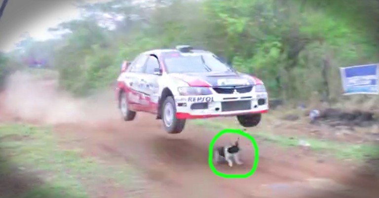 Dog Miraculously Survives Stepping In Front Of A Rally Car