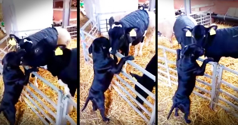 Dog Gets Lots Of Kisses From His Cow BFFs