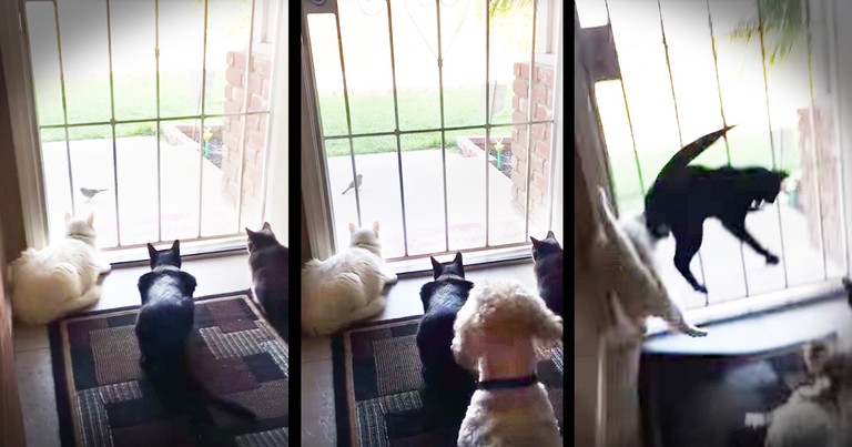Cats Watching A Bird Get A Hilarious Surprise From The Family Dog