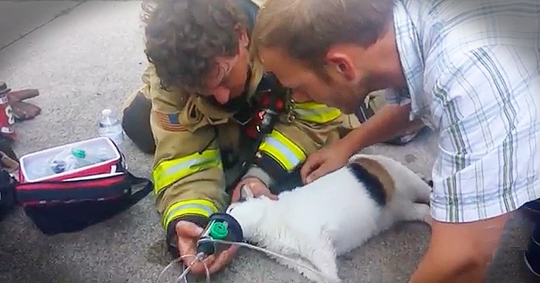 Firefighters Rescue Family Cat From Burning Building 