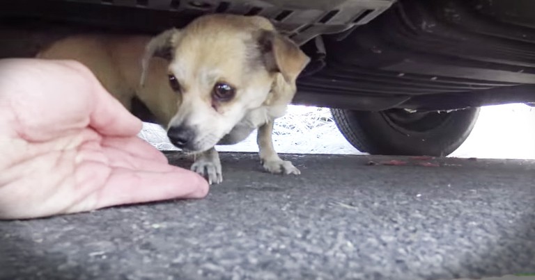 Tiny Chihuahua Rescued From The Street Is Reunited With Her Family