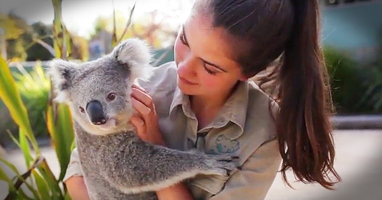 Cuddly Koala Loves To Get Belly Rubs