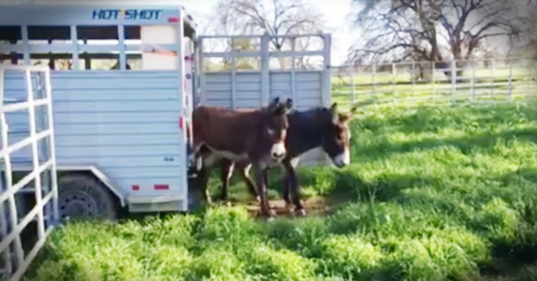 Rescue Donkeys See Grass For The First Time