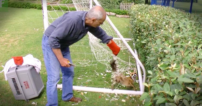 Feisty Fox Stuck In A Net Gets A Mesmerizing Rescue