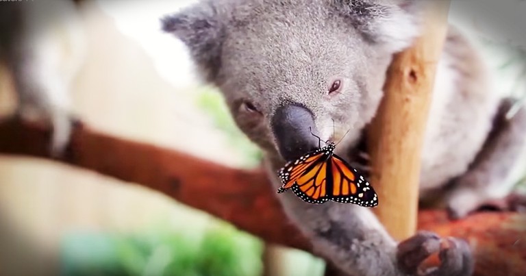 Precious Koala Becomes Best Friends With A Butterfly