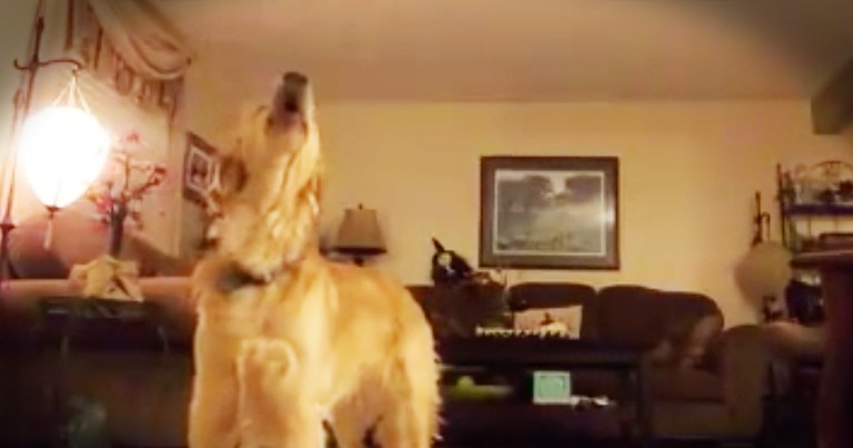 Opera Singing Golden Retriever Sings 'The Prayer' And It's Hilarious
