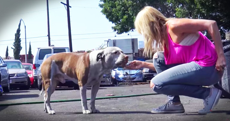 Gentle Giant Pup Is The Easiest Rescue You'll Ever See And It's Beautiful