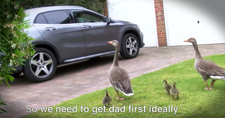 The Incredible Rescue Of A Goose Family Is Like Nothing You'll Ever See