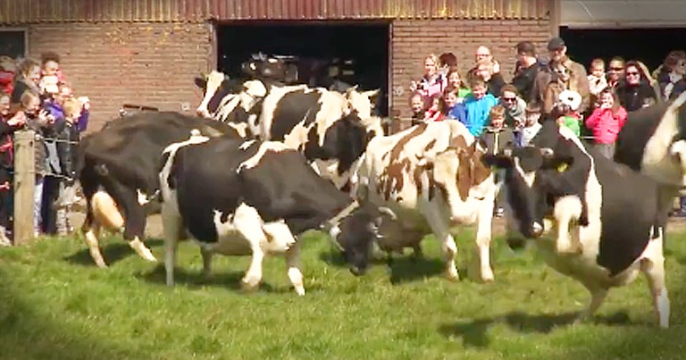 Cows Have Incredible Reaction To Going Outside For The First Time In Months
