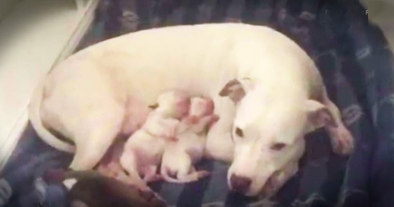 Overprotective Momma Dog Was Saved Just Before Being Put Down With Her Puppies