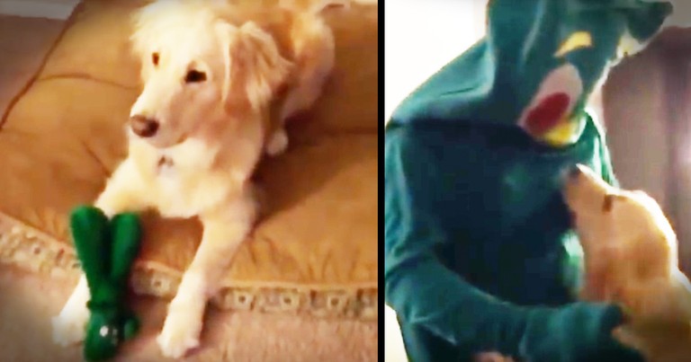 Couple Makes Their Dog's Dreams Come True Bringing His Favorite Toy To Life
