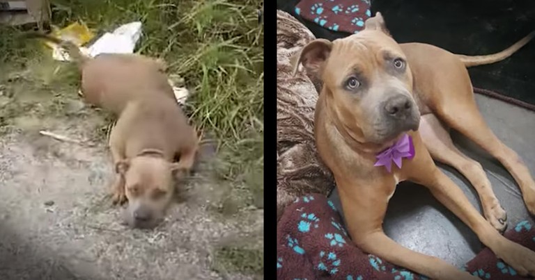 Dog Abandoned With Too Many Broken Bones To Stand Never Stops Wagging Her Tail