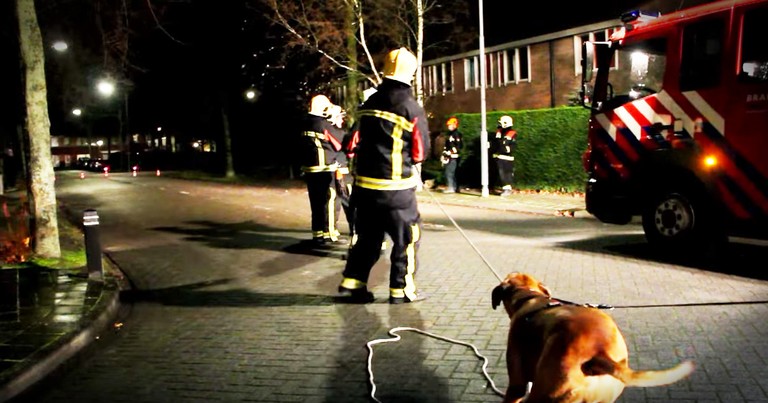 Firefighters Get Unexpected Help From One Determined Dog