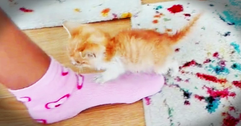 Precious Kitten Really Wants To Sleep On Her Human's Foot