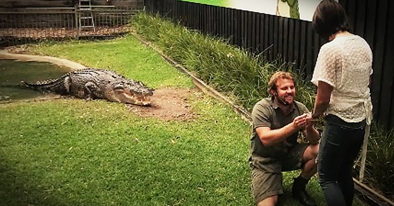 Reptile Wrangler Proposes With Help Of Crocodile