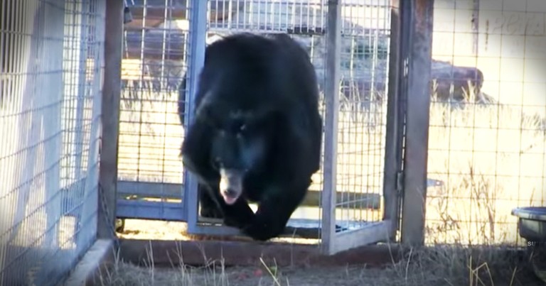 Bear Takes Heartwarming First Steps Of Freedom After 10 Years In Captivity
