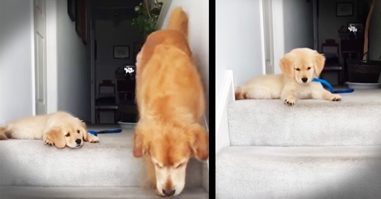 Precious Pup Can't Figure Out How His Mom Went Down The Stairs