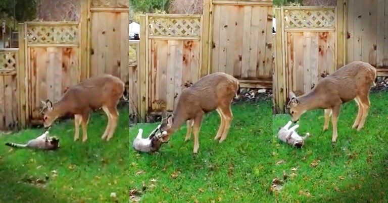 Passing Deer And A Cat Form An Adorable Friendship