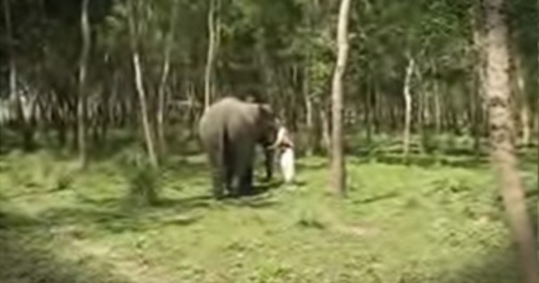 Elephant Comes Running When It Hears An Old Friend Call