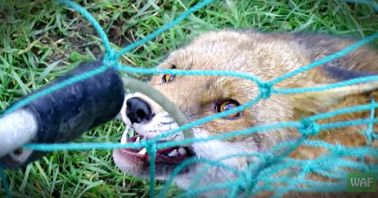 Feisty Tangled Fox Gets A Speedy Rescue