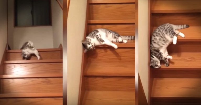 Kitty Slinky Takes Lazy To A Whole New And Extra Adorable Level
