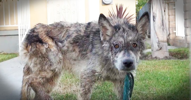 Wolf-Dog's Rescue Leads To A Beautiful Transformation