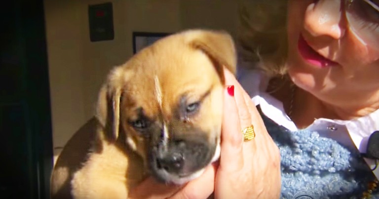 Woman Helps Hundreds Of Dogs Find Homes In Just One Month