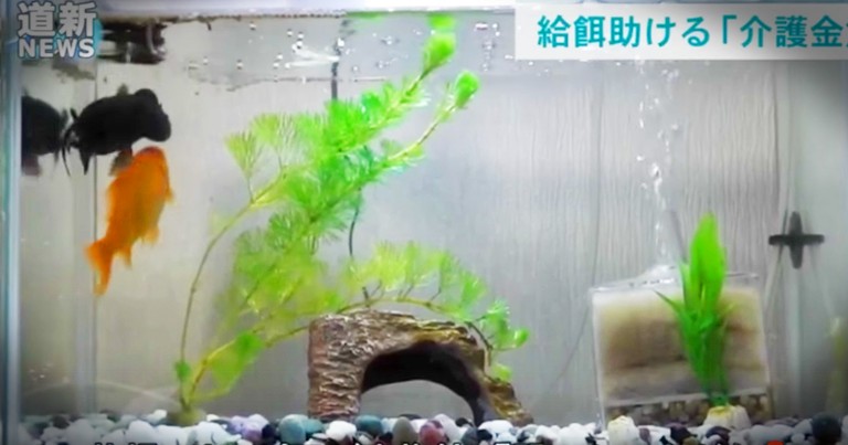 Goldfish Refuses To Let His Friend Die In The Sweetest Video