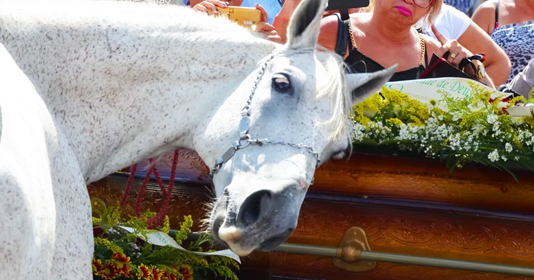 Horse Grieving At His Human's Funeral Is A Tear-Jerker